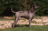 Thai Ridgeback Dogs Breed | Facts, Information and Advice | Pets4Homes