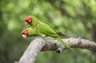 Aratinga červenolící Birds Informace - velikost, povaha, délka života & cena | iFauna