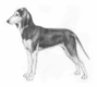 Sabueso Italiano de Pelo Corto Dogs Raza | Datos, Aspectos destacados y Consejos de compra | MundoAnimalia