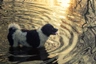 Wetterhoun Dogs Ras: Karakter, Levensduur & Prijs | Puppyplaats