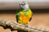 Papoušek senegalský Birds Informace - velikost, povaha, délka života & cena | iFauna