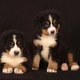 Bernský salašnický pes Dogs Informace - velikost, povaha, délka života & cena | iFauna