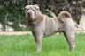 Shar Pei Dogs Breed | Facts, Information and Advice | Pets4Homes
