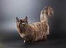 Munchkin Cats Breed | Facts, Information and Advice | Pets4Homes