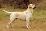 Labrador Retriever Dogs Razza - Prezzo, Temperamento & Foto | AnnunciAnimali