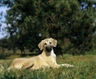 Sloughi Dogs Raza - Características, Fotos & Precio | MundoAnimalia