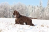 Americký kokršpaněl Dogs Informace - velikost, povaha, délka života & cena | iFauna