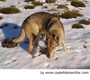 Lupo Cecoslovacco Dogs Razza | Carattere, Prezzo, Cuccioli, Cure e Consigli | AnnunciAnimali