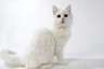 Van Turco Cats Raza - Características, Fotos & Precio | MundoAnimalia