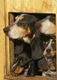 Basset Azul de Gascuña Dogs Raza - Características, Fotos & Precio | MundoAnimalia