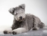Pumi Dogs Ras: Karakter, Levensduur & Prijs | Puppyplaats