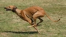 Greyhound Dogs Raza | Datos, Aspectos destacados y Consejos de compra | MundoAnimalia
