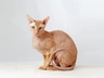Peterbald Cats Breed | Facts, Information and Advice | Pets4Homes