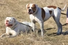 Americký buldok Dogs Informace - velikost, povaha, délka života & cena | iFauna