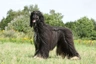 Afghan Hound Dogs Breed | Facts, Information and Advice | Pets4Homes