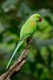Alexandr velký Birds Informace - velikost, povaha, délka života & cena | iFauna