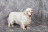 Clumber Spaniel Dogs Ras: Karakter, Levensduur & Prijs | Puppyplaats