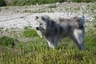 American Eskimo Dogs Raza - Características, Fotos & Precio | MundoAnimalia