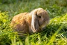 German Lop Rabbits Breed - Information, Temperament, Size & Price | Pets4Homes