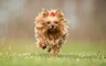 Yorkshire Terrier Dogs Razza - Prezzo, Temperamento & Foto | AnnunciAnimali