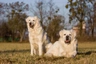 Tchuvatch Eslovaco Dogs Raza - Características, Fotos & Precio | MundoAnimalia