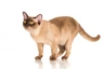 Burmés Cats Raza | Datos, Aspectos destacados y Consejos de compra | MundoAnimalia