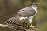 Jestřáb lesní Birds Informace - velikost, povaha, délka života & cena | iFauna