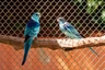 Barnard límcový modrý Birds Informace - velikost, povaha, délka života & cena | iFauna