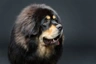 Tibetan Mastiff Dogs Breed | Facts, Information and Advice | Pets4Homes