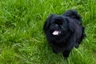 Pekingský palácový psík Dogs Informace - velikost, povaha, délka života & cena | iFauna