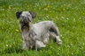 Cesky Terrier Dogs Raza | Datos, Aspectos destacados y Consejos de compra | MundoAnimalia