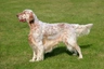 Anglický setr Dogs Informace - velikost, povaha, délka života & cena | iFauna