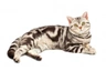American Shorthair Cats Raza | Datos, Aspectos destacados y Consejos de compra | MundoAnimalia
