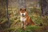 Shiba Inu Dogs Razza - Prezzo, Temperamento & Foto | AnnunciAnimali