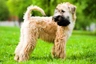 Softcoated Wheaten Terriër Dogs Ras: Karakter, Levensduur & Prijs | Puppyplaats