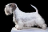 Cesky Terrier Dogs Breed - Information, Temperament, Size & Price | Pets4Homes