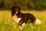 Český horský pes Dogs Informace - velikost, povaha, délka života & cena | iFauna
