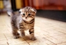 Skotská klapouchá kočka Cats Informace - velikost, povaha, délka života & cena | iFauna