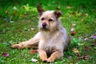 Holandský pinč Dogs Informace - velikost, povaha, délka života & cena | iFauna