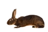 Belgian Hares Rabbits Breed - Information, Temperament, Size & Price | Pets4Homes