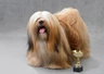 Lhasa Apso Dogs Breed - Information, Temperament, Size & Price | Pets4Homes