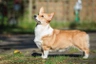 Welsh Corgi Pembroke Dogs Ras: Karakter, Levensduur & Prijs | Puppyplaats
