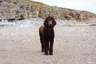Ierse Water Spaniel Dogs Ras: Karakter, Levensduur & Prijs | Puppyplaats