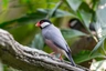 Rýžovník šedý Birds Informace - velikost, povaha, délka života & cena | iFauna