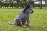 Australian Cattle Dog Dogs Breed | Facts, Information and Advice | Pets4Homes