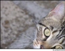 Burmese Europeo Cats Razza - Prezzo, Temperamento & Foto | AnnunciAnimali