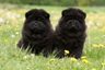 Čau-čau Dogs Informace - velikost, povaha, délka života & cena | iFauna