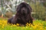Terranova Dogs Razza | Carattere, Prezzo, Cuccioli, Cure e Consigli | AnnunciAnimali