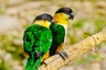 Amazónek černotemenný Birds Informace - velikost, povaha, délka života & cena | iFauna