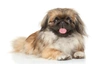Pekingees Dogs Ras: Karakter, Levensduur & Prijs | Puppyplaats